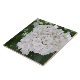 Fechar Flores de Laurel White Mountain