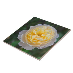 Feche a rosa amarela do Pastel