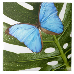 Feche acima de uma borboleta azul de Morpho em uma