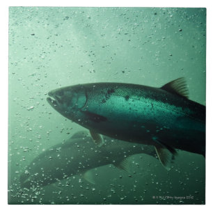 Feche acima do tiro dos salmões que funcionam 2