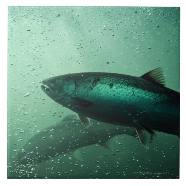 Feche acima do tiro dos salmões que funcionam 2 (Frente)