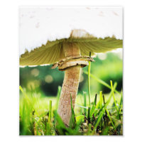 Feche essa fotografia Legal do Shroom Nature