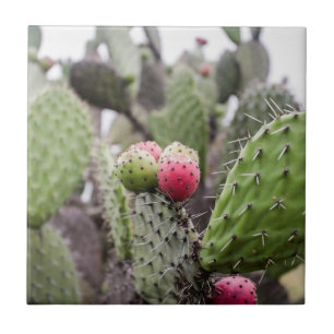 Feche O Cactus De Pear