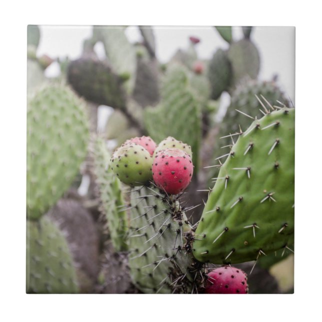 Feche O Cactus De Pear (Frente)