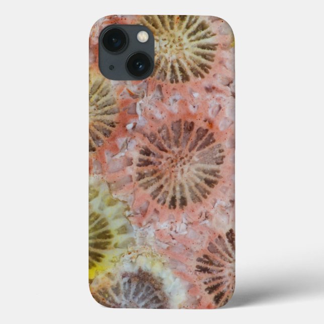 Feche O Coral Rosa (Verso)