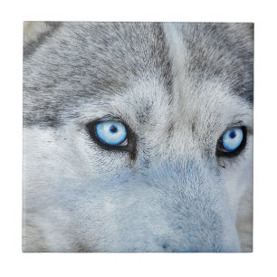 Feche o Husky siberiano com Olhos Azuis