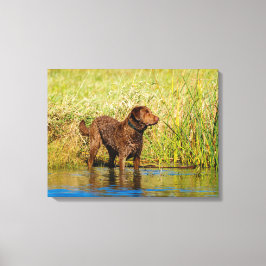 Fecho de Canvas de Cães Caça-Retriever de Chesapea