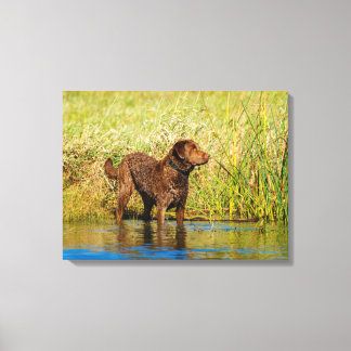 Fecho de Canvas de Cães Caça-Retriever de Chesapea