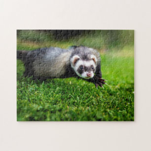 Fecho de Ferret, Quebra-cabeça de Jigsaw