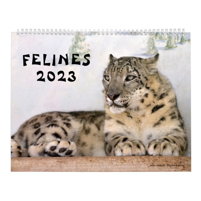 Felinos de Calendário (Capa)