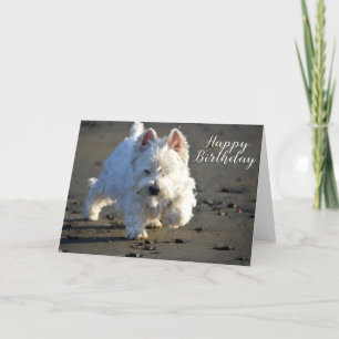 Feliz aniversário Beachcombing Westie Cartão com f