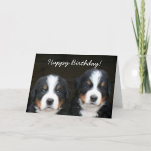 Feliz Aniversário Bernese putos saudando cartão