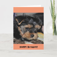 Feliz aniversário! Cartão de Saudação Terrier York