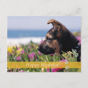 Feliz aniversário! - cartão postal do cão