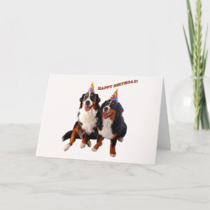 Feliz aniversário com cartão bernês