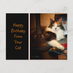 Feliz Aniversário do Seu Gato Cartão Postal de Abe