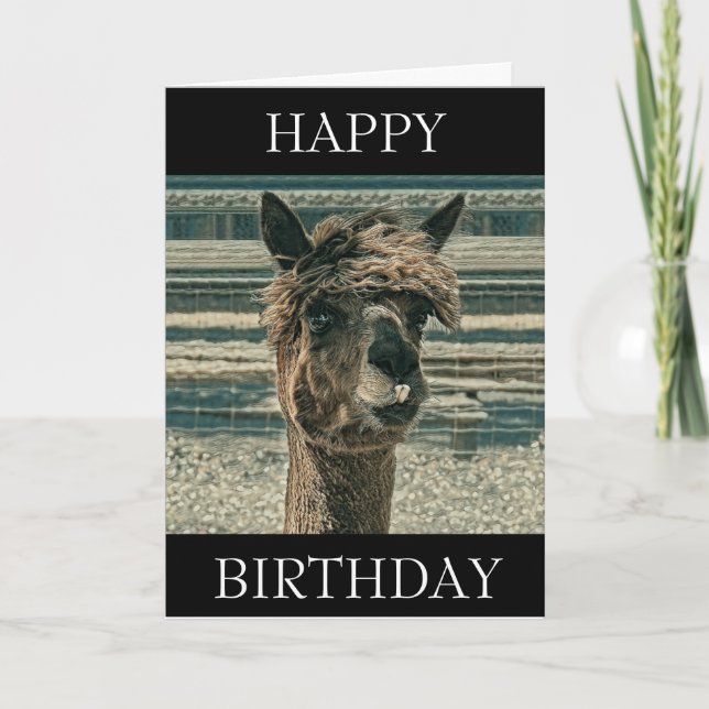 Feliz Aniversário Llama - Cartão de Aniversário (Frente)