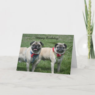 Feliz Aniversário Pug - Cartão de Saudação