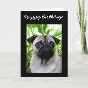 Feliz Aniversário Pug, cartão de saudação
