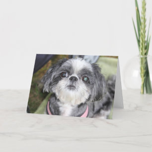 Feliz Aniversário Shih Tzu Girl - Cartão de Saudaç