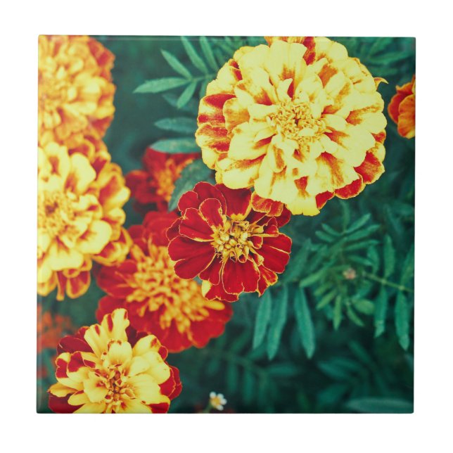 Feliz Brilho Marigold Floral (Frente)