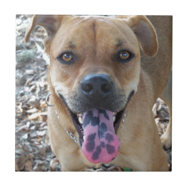 Feliz Cachorro com a língua (Frente)