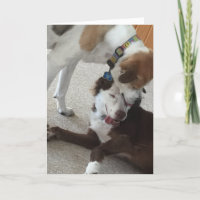 Feliz cartão de aniversário, cães sendo afetuosos.