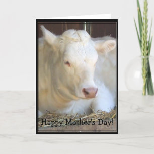 Feliz cartão de Dia de as mães branco de vaca