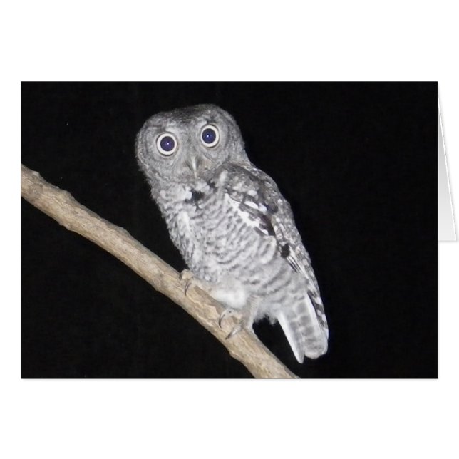 Feliz Cartão Halloween Owl (Frente Horizontal)