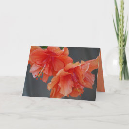 Feliz Dia de as mães! Cartão de Saudação Hibiscus