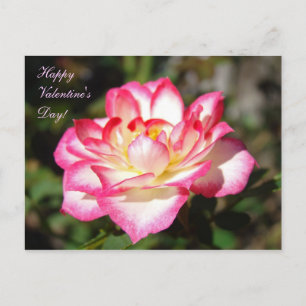 Feliz dia de os namorados! Cartões postais Rosa Ro