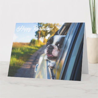 Feliz e Engraçado Cartão de Aniversário do Cão-Bul