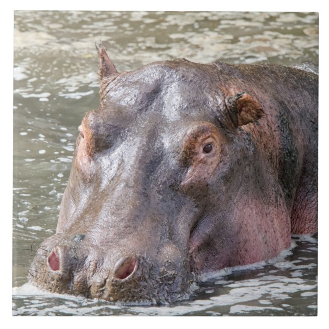 Feliz Hippo (Frente)