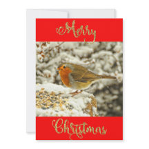 Feliz Natal Robin no Cartão com fotos da Neve