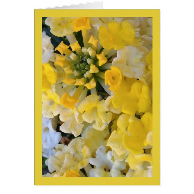 Feliz Sangue Amarelo - Canção do Sol. 6:1. Cartão (Frente)