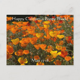 Feliz Semana da Poppy California! Cartão Postal