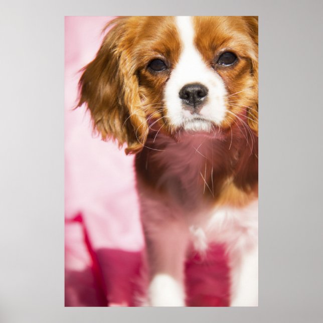 Female Puppy King Charles Spaniel Poster (Frente)