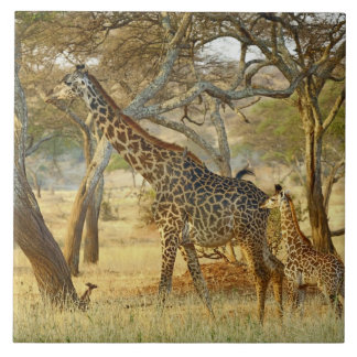 Fêmea adulta e juvenil de Girafa, Giraffa