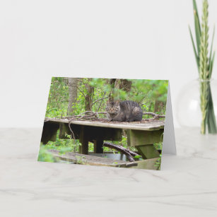Feral Cat em Woods - Cartão de Saudação