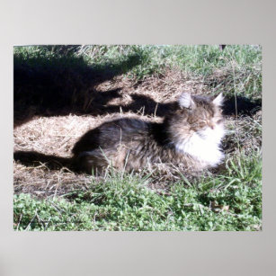 Feral Cat no poster de luz solar