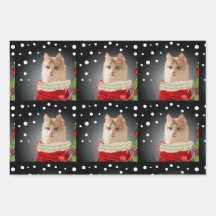 Feriado de Angora Cat