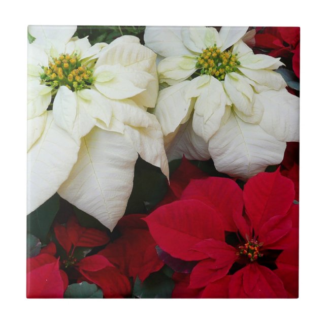 Férias de Natal White e Red Poinsettias II (Frente)
