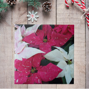Férias Festivas Poinsettias Floral