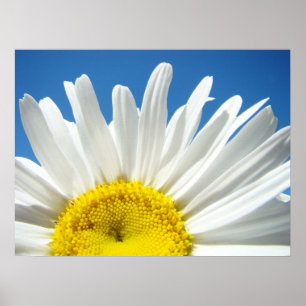Férias Flores poster Azuis do Céu Azul