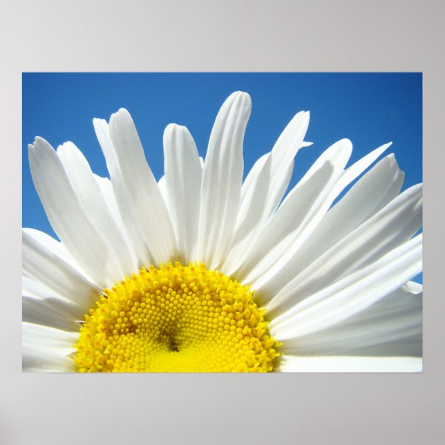 Férias Flores poster Azuis do Céu Azul (Frente)