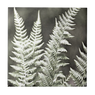 Fern Artístico Abstrato