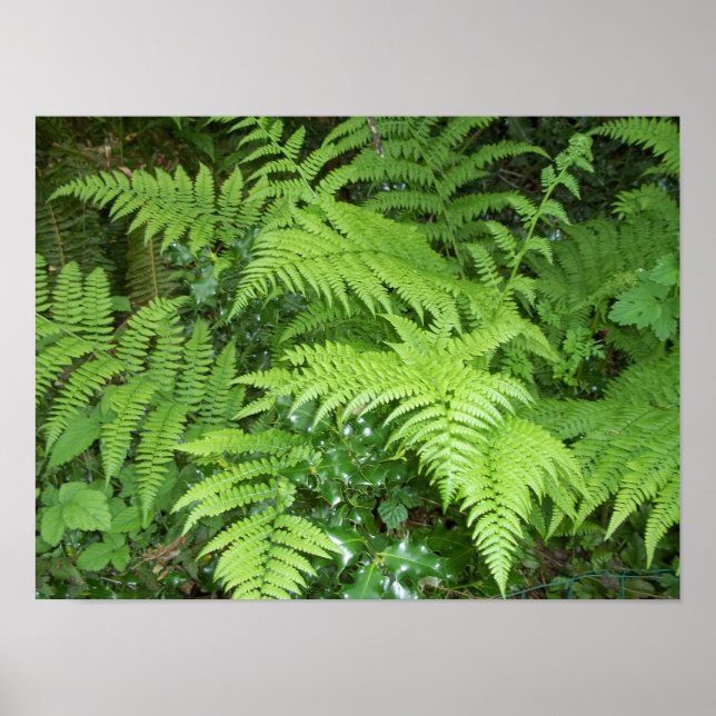 Fern e poster Holly (Frente)