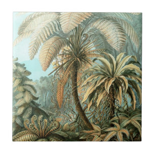 Fern (Filicinae) por Haeckel