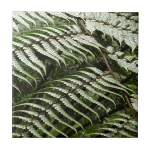 Fern Fronds II Dark Green Nature