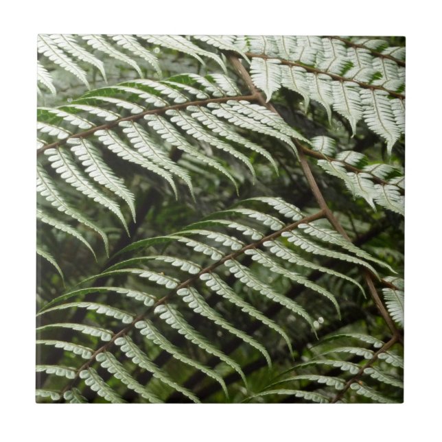 Fern Fronds II Dark Green Nature (Frente)